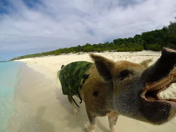 what happened at the bay of pigs