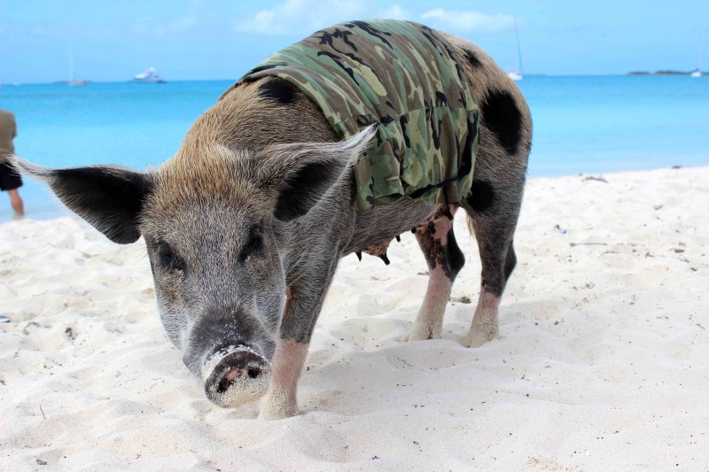 describe what happened in the bay of pigs incident